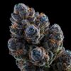 indica blueberry strain