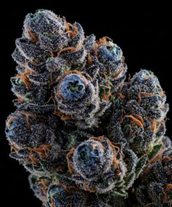 indica blueberry strain