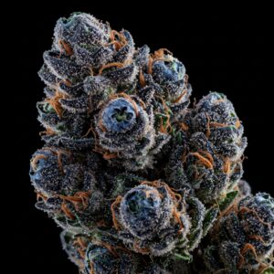 indica blueberry strain